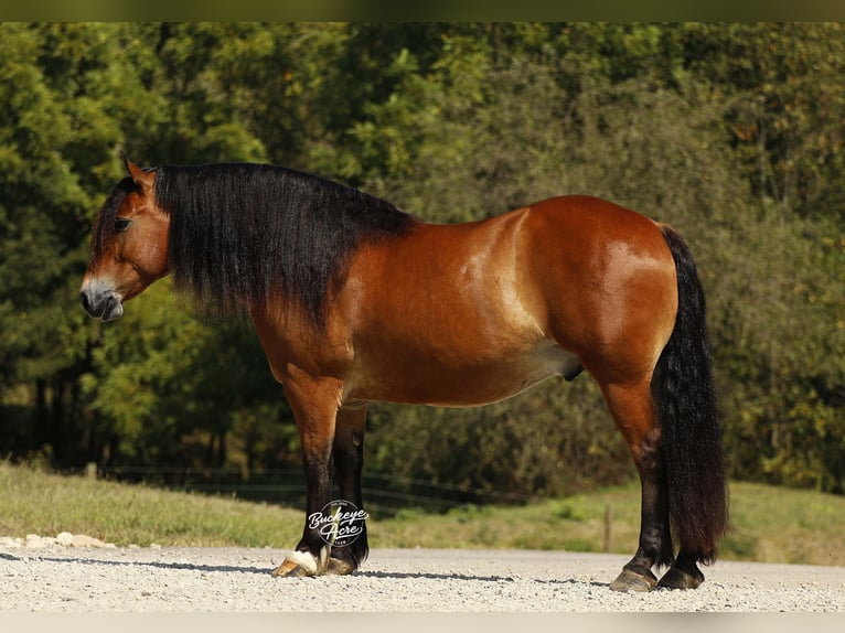 Draft Horse Mix Gelding 7 years 15,2 hh Bay in Millersburg