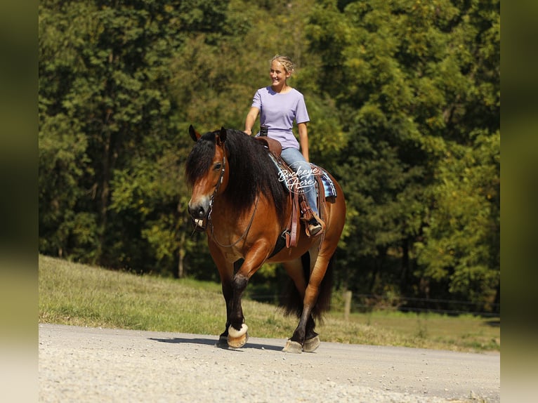 Draft Horse Mix Gelding 7 years 15,2 hh Bay in Millersburg