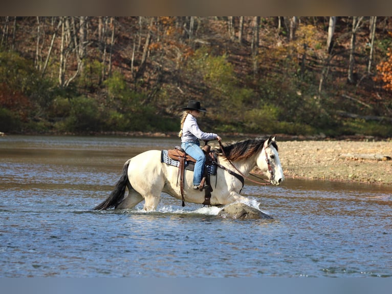Draft Horse Mix Gelding 7 years 15,2 hh Buckskin in Clarion
