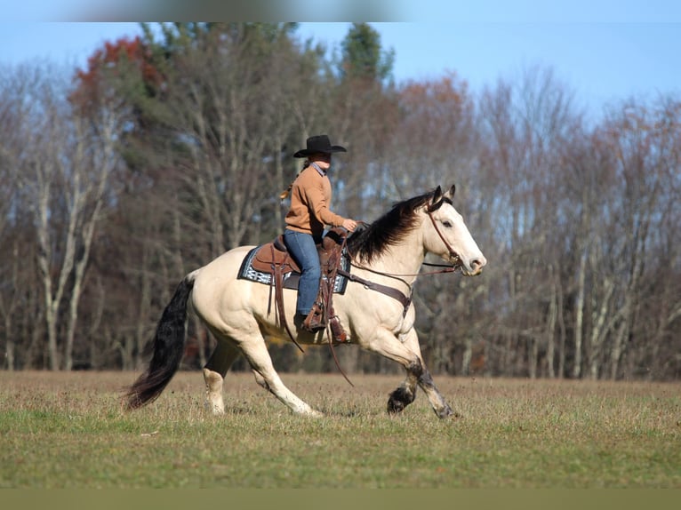 Draft Horse Mix Gelding 7 years 15,2 hh Buckskin in Clarion