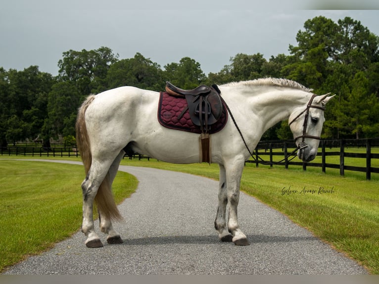 Draft Horse Mix Gelding 7 years 15,2 hh Gray in Morriston, FL