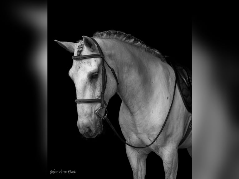 Draft Horse Mix Gelding 7 years 15,2 hh Gray in Morriston, FL