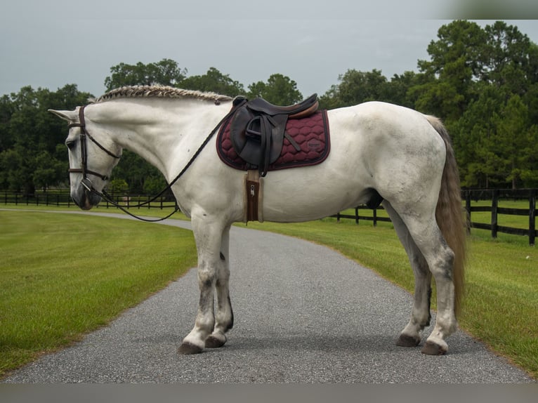 Draft Horse Mix Gelding 7 years 15,2 hh Gray in Morriston, FL
