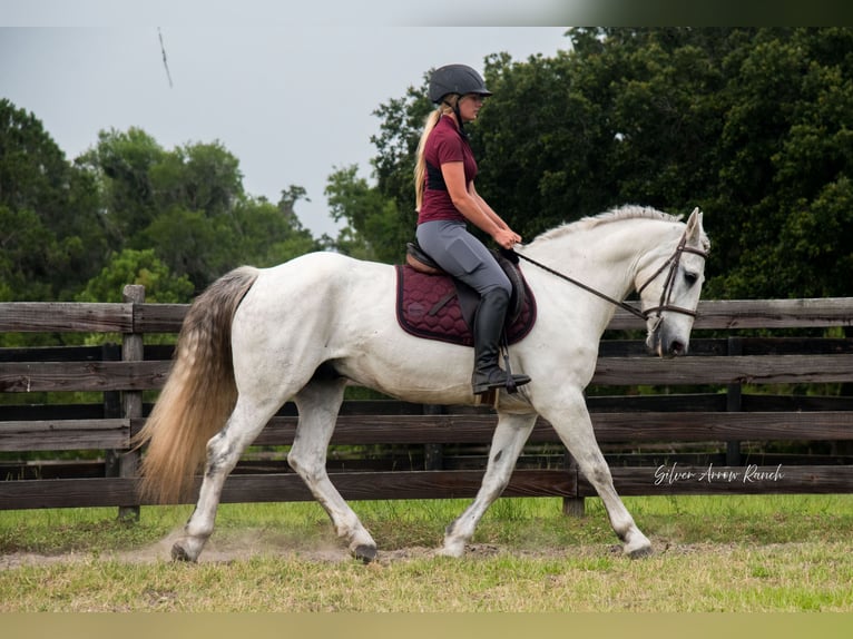 Draft Horse Mix Gelding 7 years 15,2 hh Gray in Morriston, FL