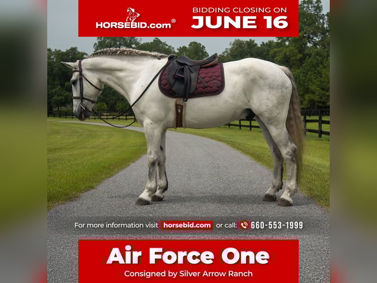 Draft Horse Mix Gelding 7 years 15,2 hh Gray in Morriston, FL