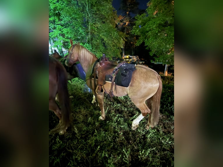 Draft Horse Mix Gelding 7 years 15,2 hh Red Dun in Purdy Draft Horse Mix Gelding 7 years 15,2 hh Red Dun in Purdy