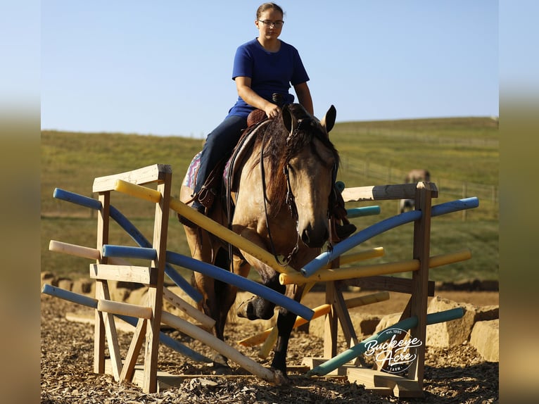 Draft Horse Mix Gelding 7 years 15,3 hh Buckskin in Millersburg