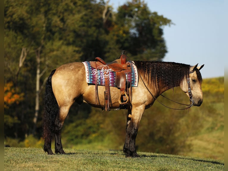 Draft Horse Mix Gelding 7 years 15,3 hh Buckskin in Millersburg
