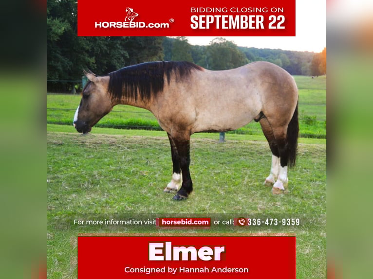 Draft Horse Mix Gelding 7 years 15,3 hh Grullo in Lexington