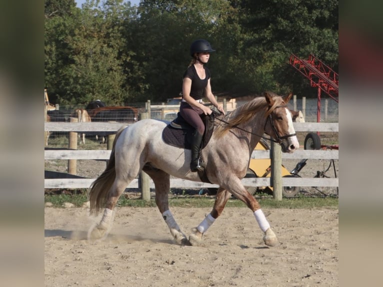 Draft Horse Mix Gelding 7 years 15,3 hh Roan-Red in Howell