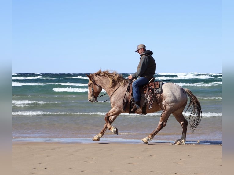 Draft Horse Mix Gelding 7 years 15,3 hh Roan-Red in Howell