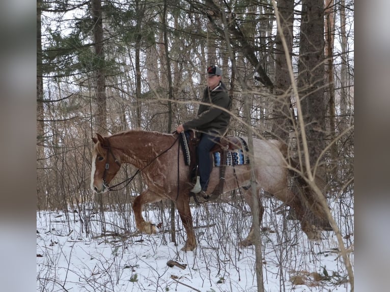 Draft Horse Mix Gelding 7 years 15,3 hh Roan-Red in Howell