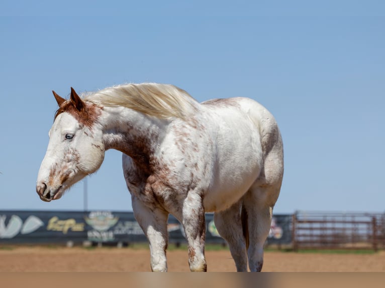Draft Horse Mix Gelding 7 years 15,3 hh Sorrel in Ripley