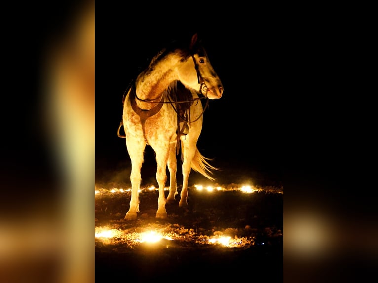 Draft Horse Mix Gelding 7 years 15,3 hh Sorrel in Ripley