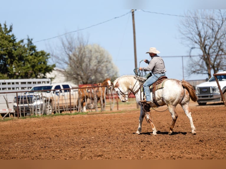 Draft Horse Mix Gelding 7 years 15,3 hh Sorrel in Ripley