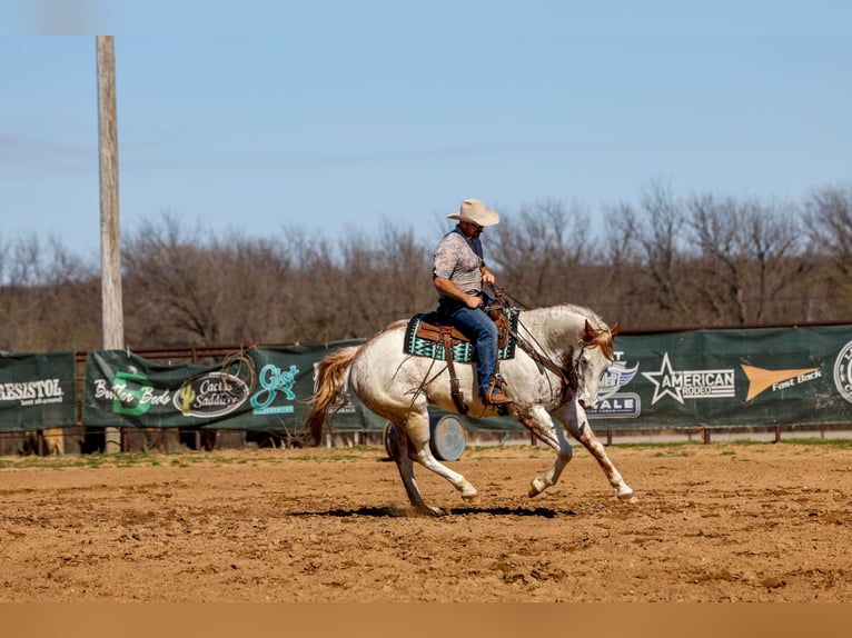 Draft Horse Mix Gelding 7 years 15,3 hh Sorrel in Ripley