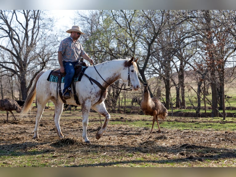 Draft Horse Mix Gelding 7 years 15,3 hh Sorrel in Ripley