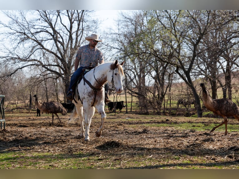 Draft Horse Mix Gelding 7 years 15,3 hh Sorrel in Ripley