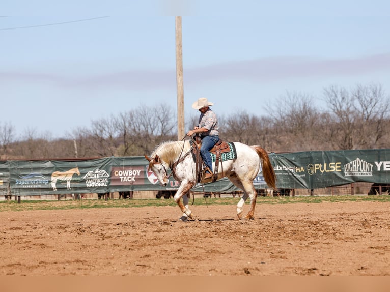 Draft Horse Mix Gelding 7 years 15,3 hh Sorrel in Ripley