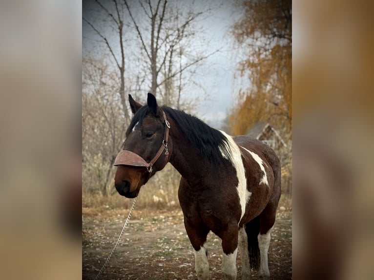 Draft Horse Gelding 7 years 15,3 hh Tobiano-all-colors in Fort Collins