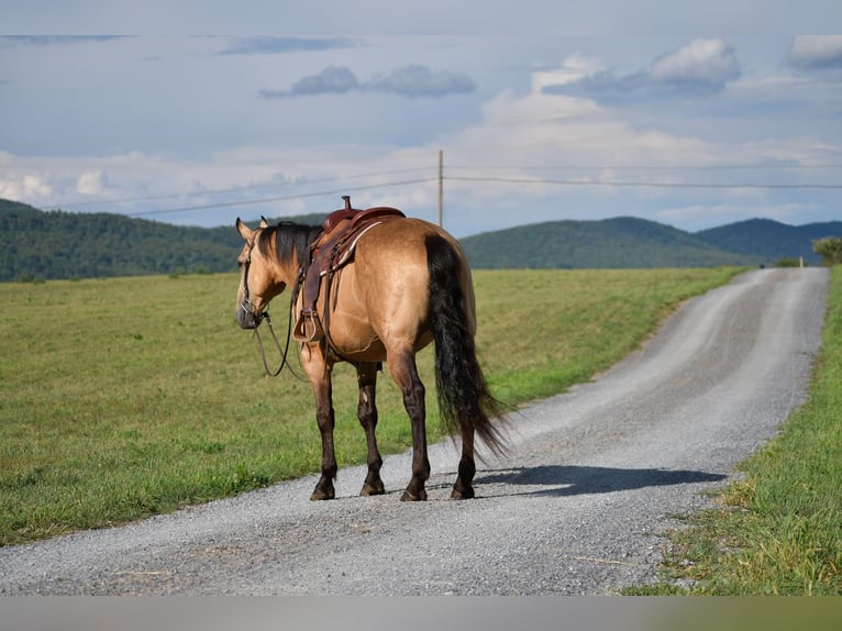 Draft Horse Mix Gelding 7 years 16,1 hh Buckskin in Rebersburg, PA