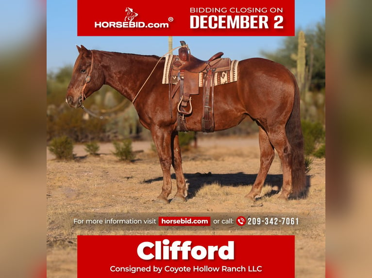 Draft Horse Mix Gelding 7 years 16,1 hh Chestnut in Waterford