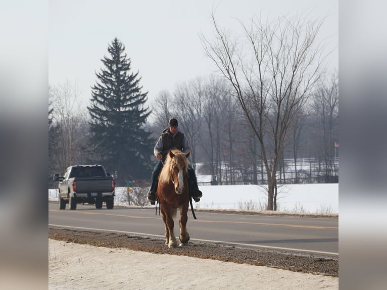 Draft Horse Gelding 7 years 16.1 hh Chestnut in Howell