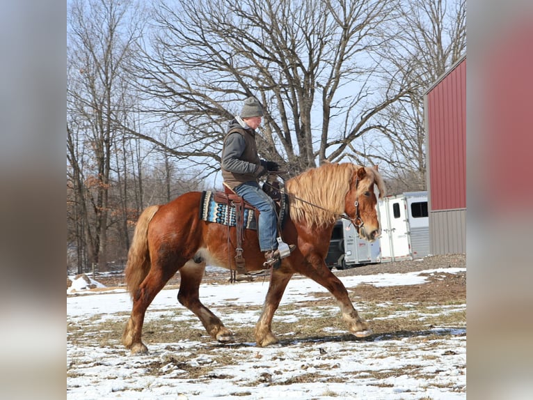 Draft Horse Gelding 7 years 16.1 hh Chestnut in Howell
