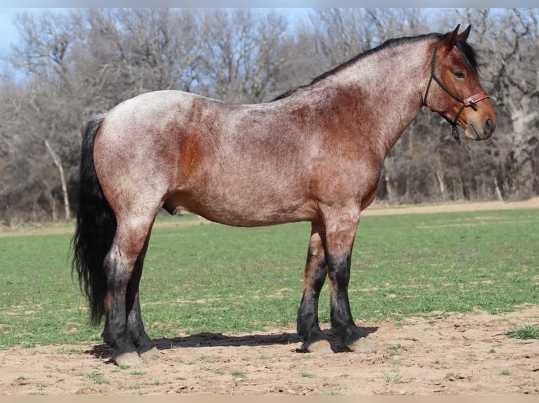 Draft Horse Gelding 7 years 16,1 hh Roan-Bay in Graham TX