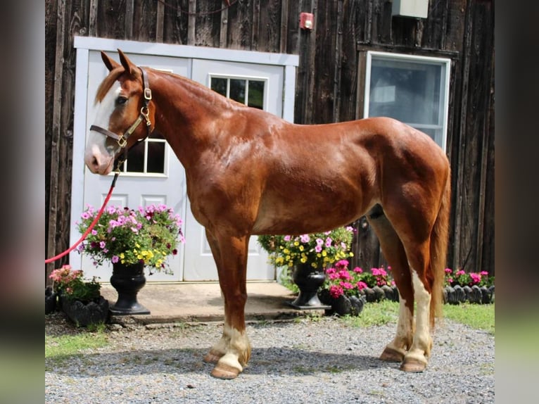 Draft Horse Mix Gelding 7 years 16,1 hh Sorrel in Allentown, NJ