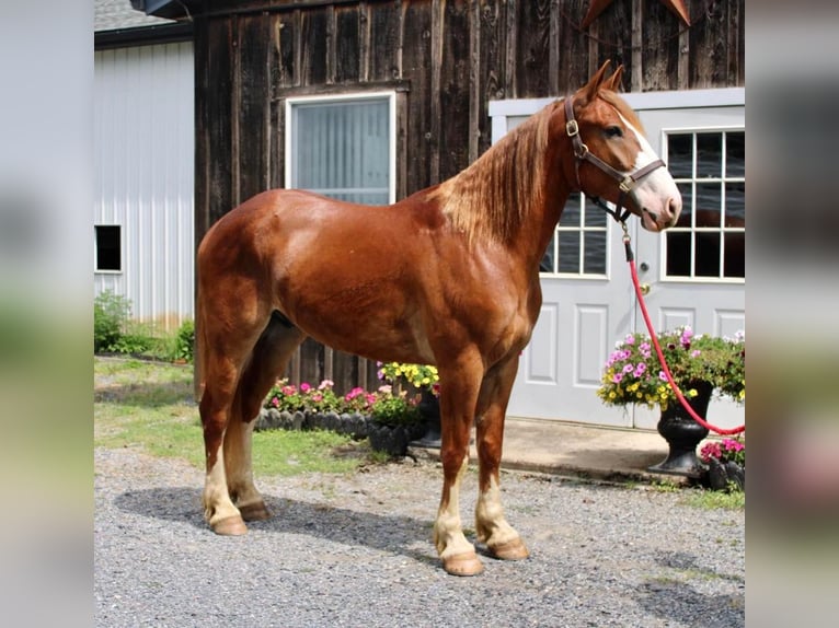 Draft Horse Mix Gelding 7 years 16,1 hh Sorrel in Allentown, NJ