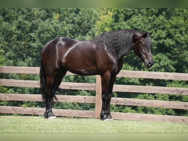 Draft Horse Gelding 7 years 16.2 hh Black in Fresno, OH