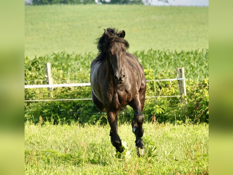 Draft Horse Gelding 7 years 16.2 hh Black in Fresno, OH