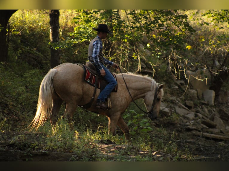 Draft Horse Mix Gelding 7 years 16,2 hh Palomino in Baxter Springs