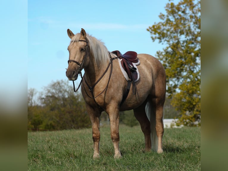 Draft Horse Mix Gelding 7 years 16,2 hh Palomino in Baxter Springs