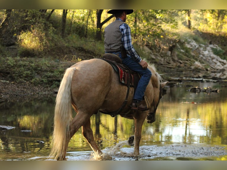 Draft Horse Mix Gelding 7 years 16,2 hh Palomino in Baxter Springs