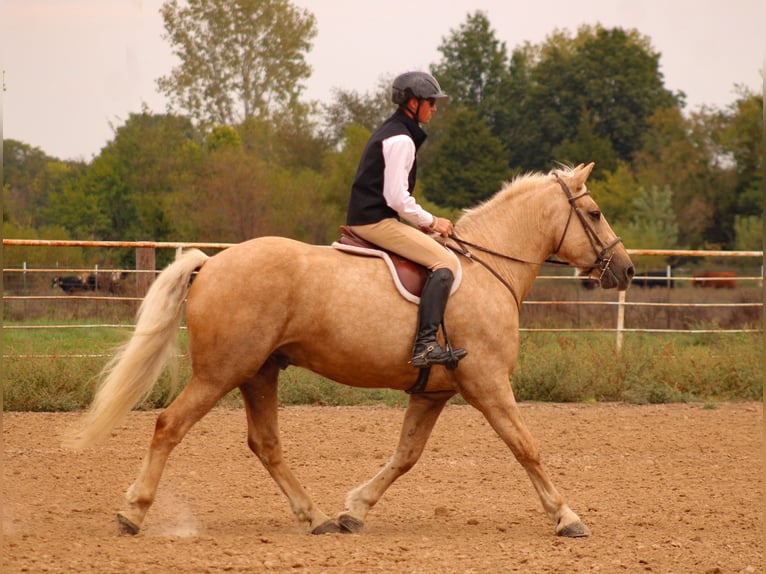 Draft Horse Mix Gelding 7 years 16,2 hh Palomino in Baxter Springs