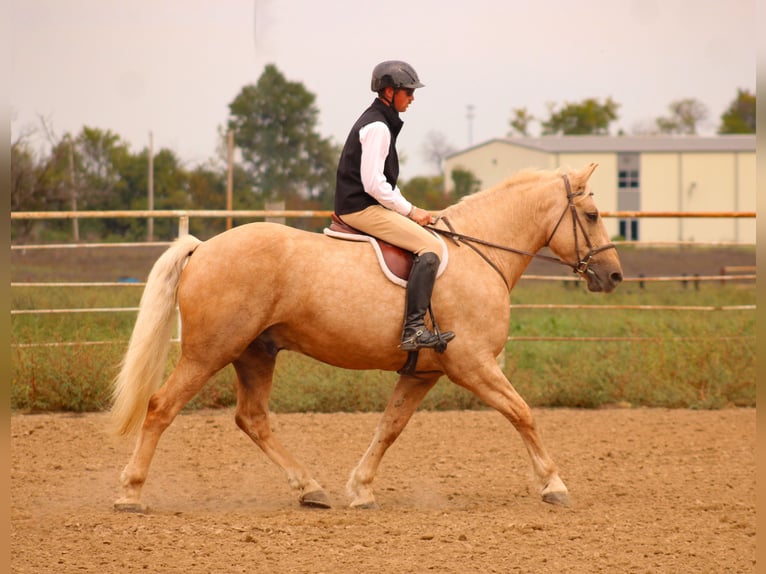 Draft Horse Mix Gelding 7 years 16,2 hh Palomino in Baxter Springs