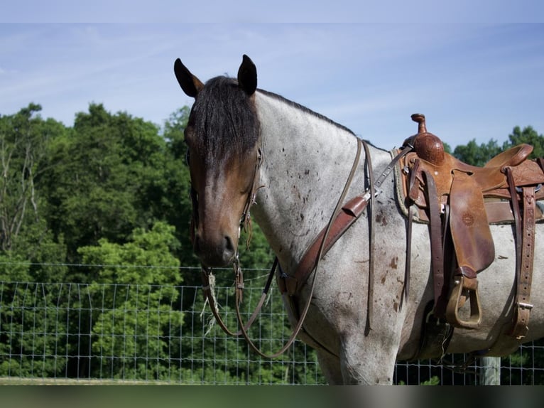 Draft Horse Mix Gelding 7 years 16,2 hh Roan-Bay in Millersburg, OH