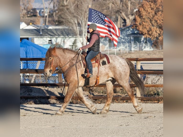 Draft Horse Mix Gelding 7 years 16,2 hh Roan-Red in Hamilton