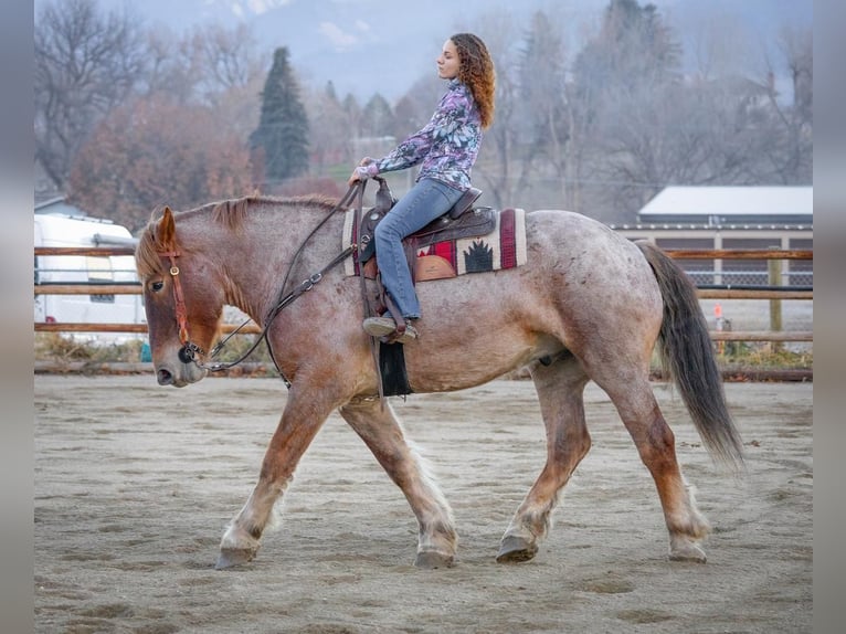Draft Horse Mix Gelding 7 years 16,2 hh Roan-Red in Hamilton
