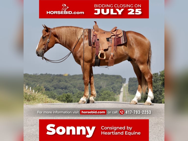 Draft Horse Mix Gelding 7 years 16,2 hh Sorrel in Mt Vernon, MO