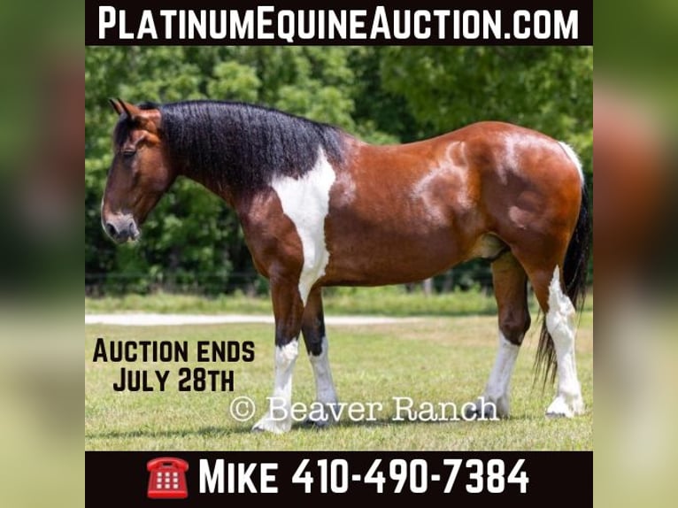 Draft Horse Gelding 7 years 16,2 hh Tobiano-all-colors in Mountain Grove MO