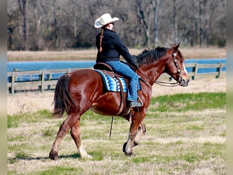 Draft Horse Mix Gelding 7 years 16 hh Bay in Huntsville, TX
