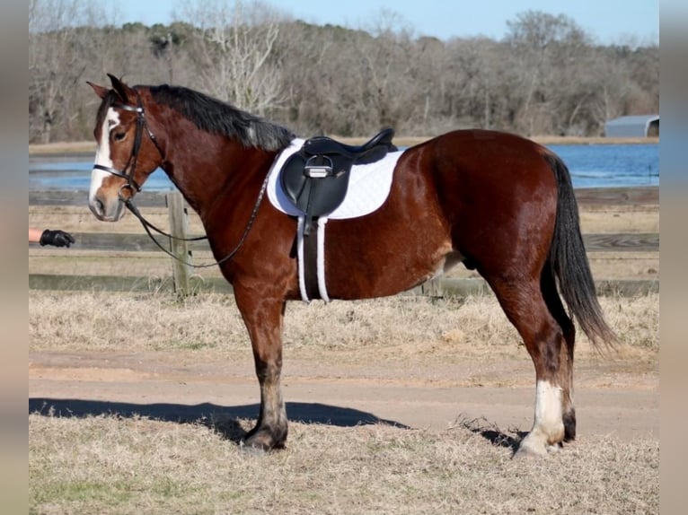 Draft Horse Mix Gelding 7 years 16 hh Bay in Huntsville, TX