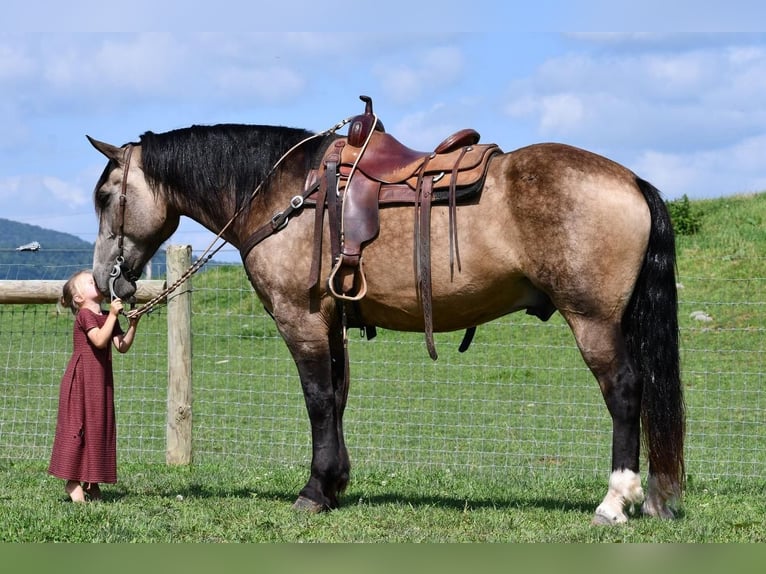 Draft Horse Mix Gelding 7 years 16 hh Buckskin in Rebersburg, PA