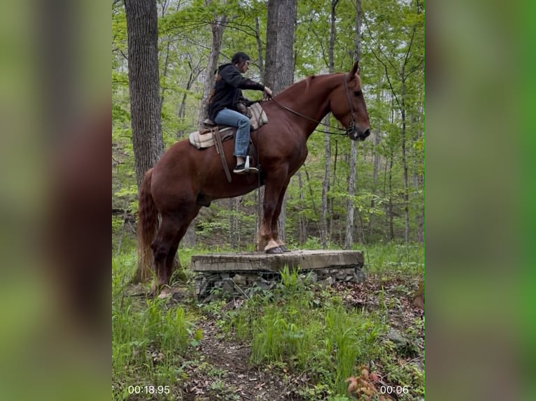 Draft Horse Gelding 7 years 16 hh Chestnut in Clearville