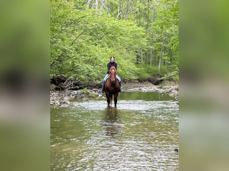 Draft Horse Gelding 7 years 16 hh Chestnut in Clearville