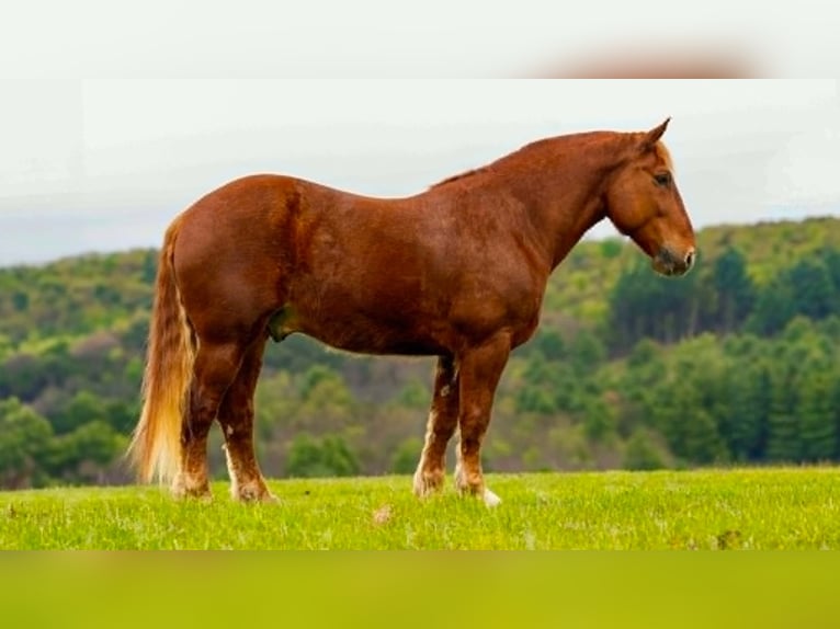 Draft Horse Gelding 7 years 16 hh Chestnut in Clearville
