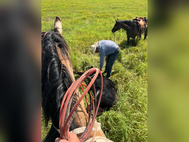 Draft Horse Mix Gelding 7 years 16 hh Grullo in Georgetown, TX